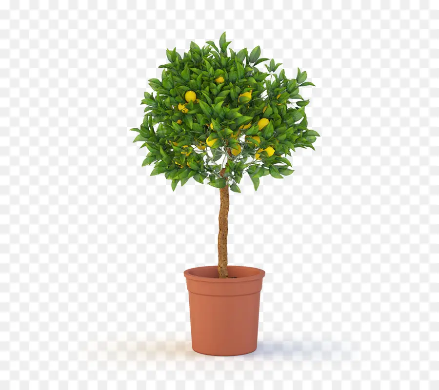 Citronnier，Mis En Pot PNG