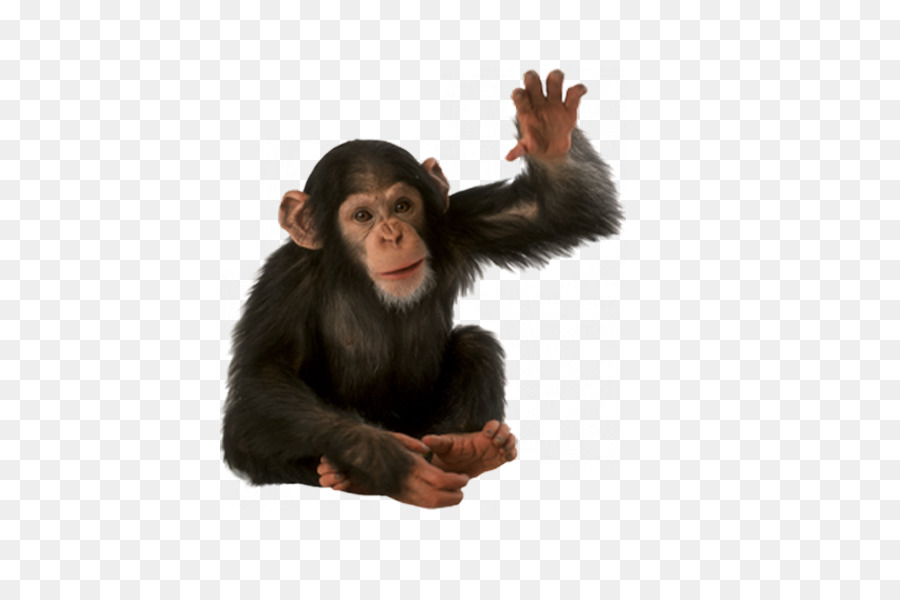 Chimpanzé，Singe PNG