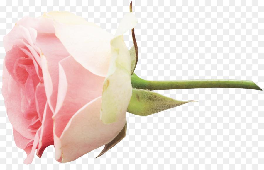 Rose Blanche，Floraison PNG