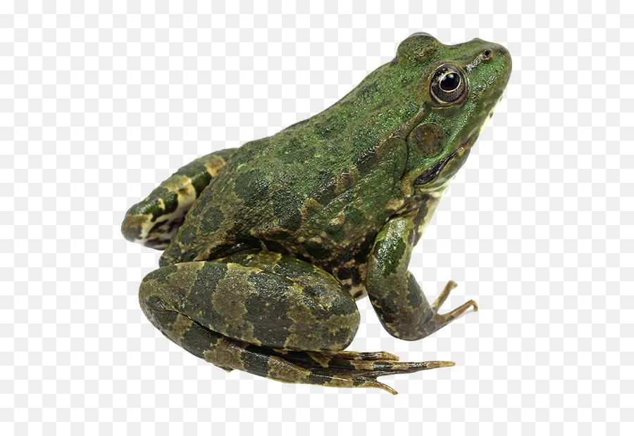 Grenouille，Amphibie PNG