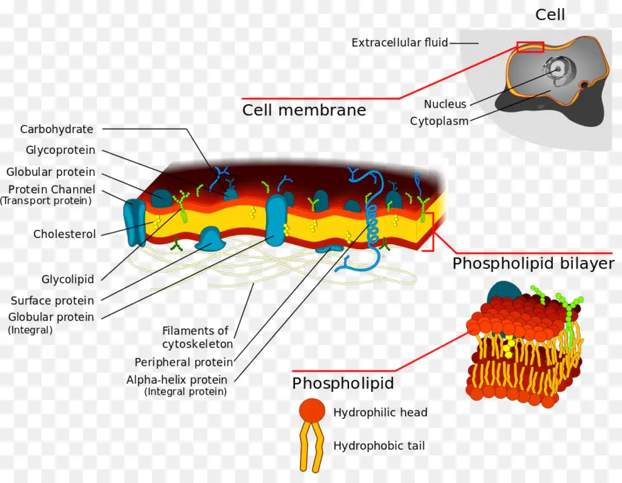 Membrane Cellulaire，Biologie PNG