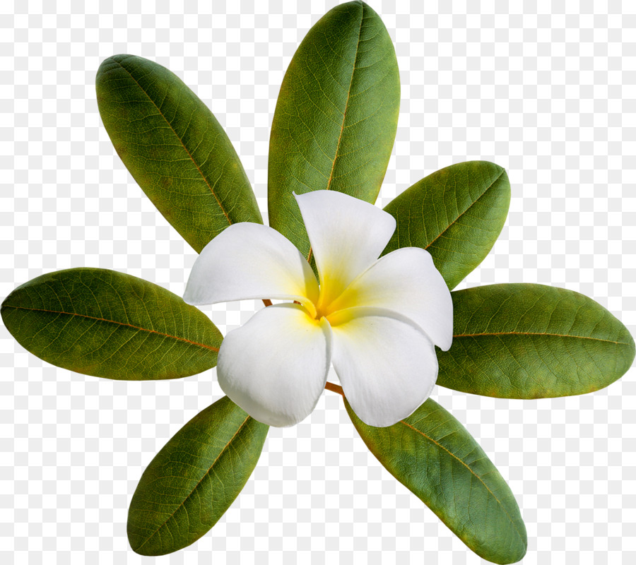 Fleur，Feuille PNG