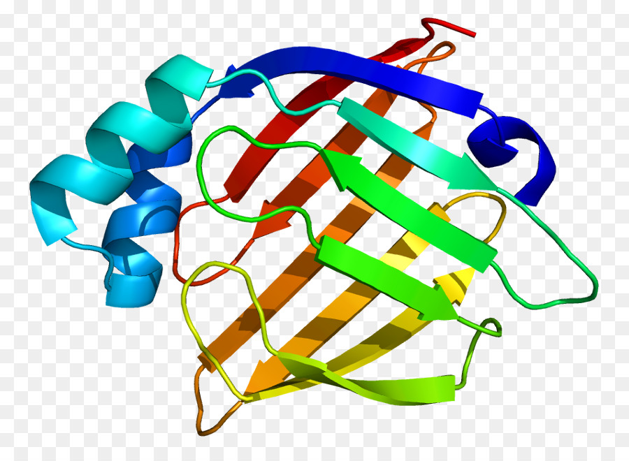 Structure Des Protéines，Biologie PNG