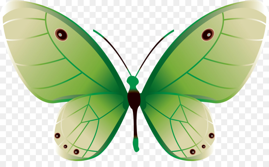 Papillon Vert，Insecte PNG