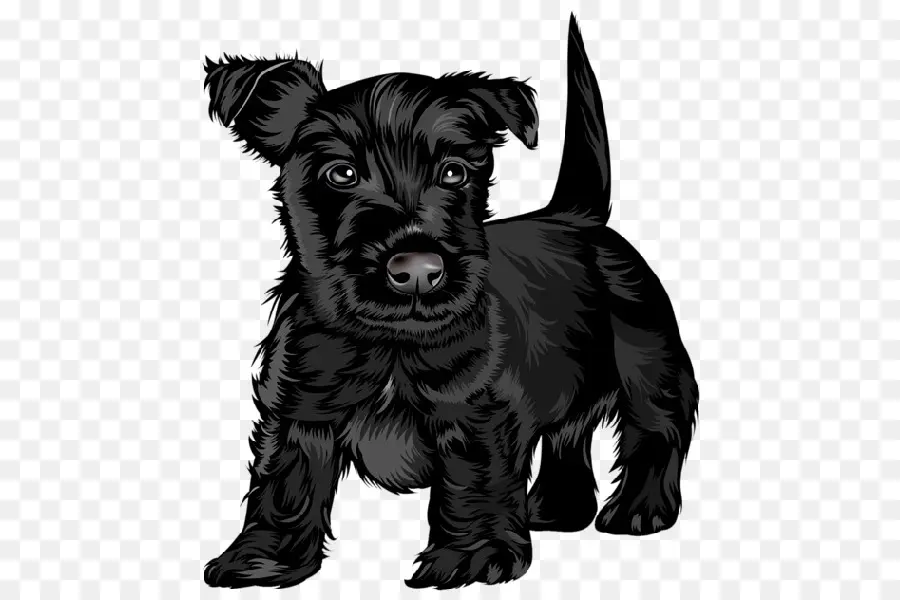Terrier écossais，Terrier Russe Noir PNG