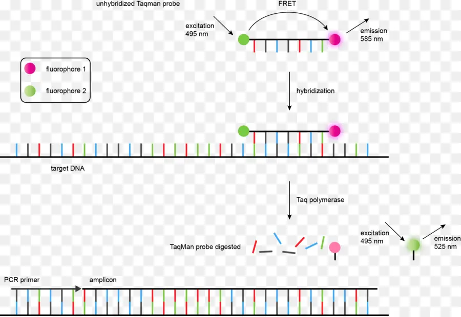 Hybridation D'adn，Fluorophore PNG