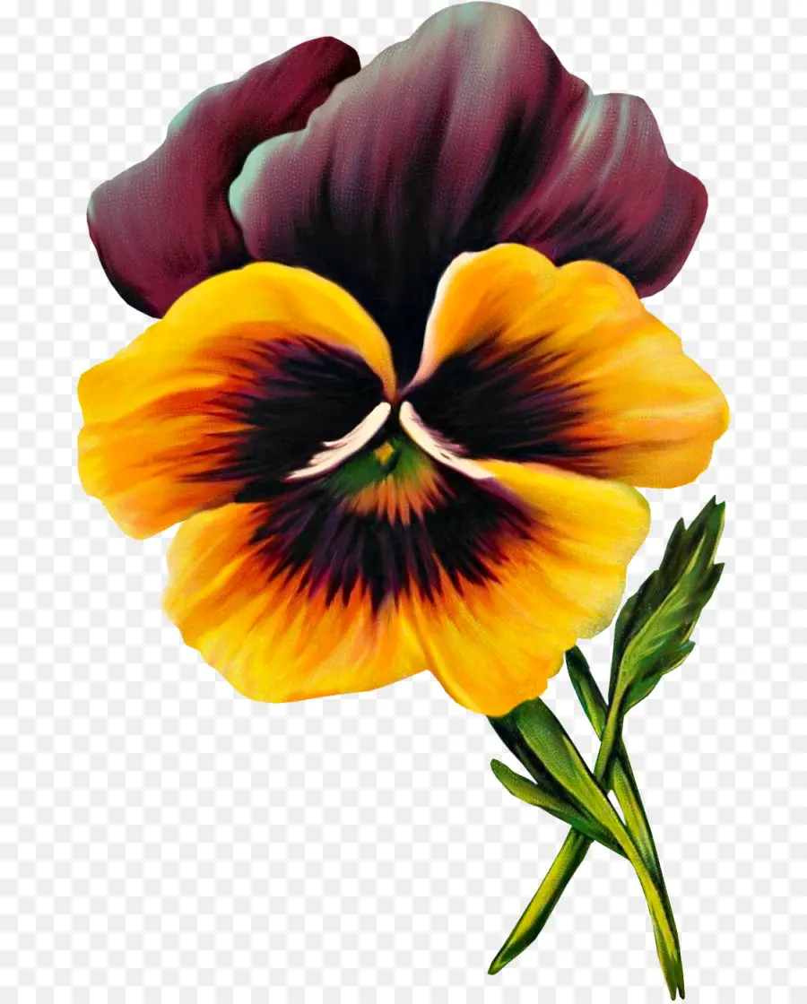 Fleur De Pensée，Coloré PNG