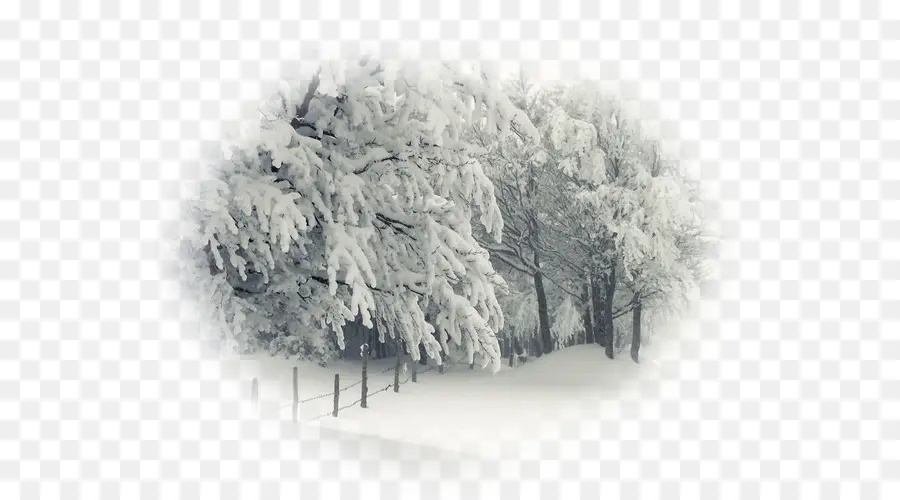 Arbres Enneigés，Neige PNG