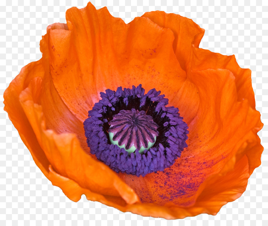 Coquelicot，Fleur PNG