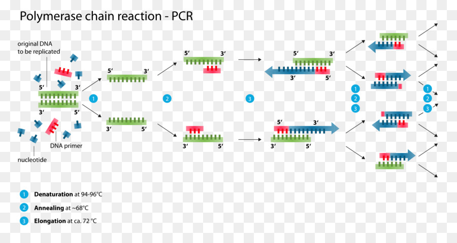 Réaction En Chaîne Par Polymérase，Adn PNG