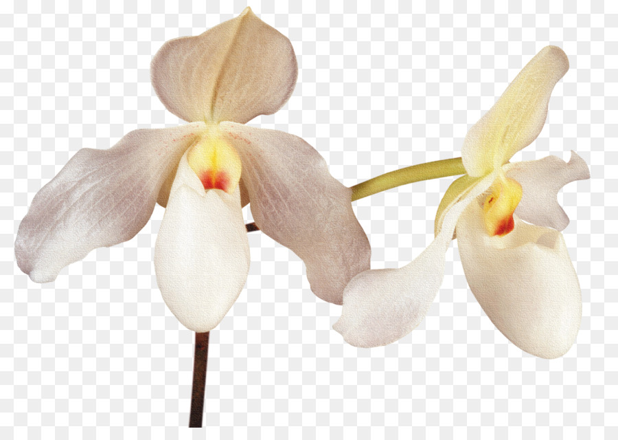 Orchidées Blanches，Pétales PNG