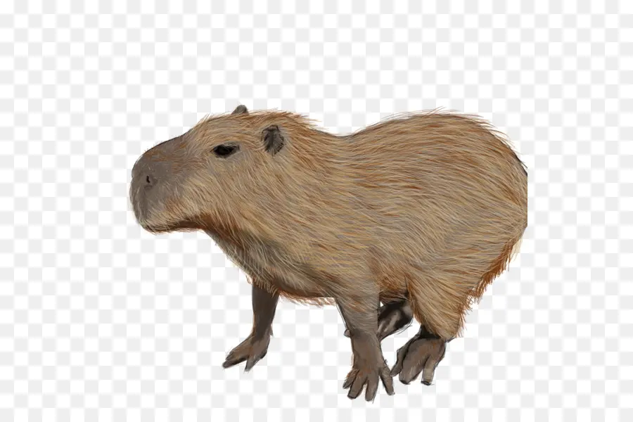 Capybara，Cochon D'inde PNG