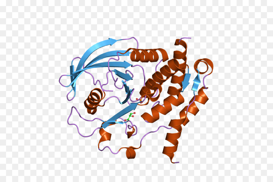La Protéine Tyrosine Phosphatase，Gène PNG