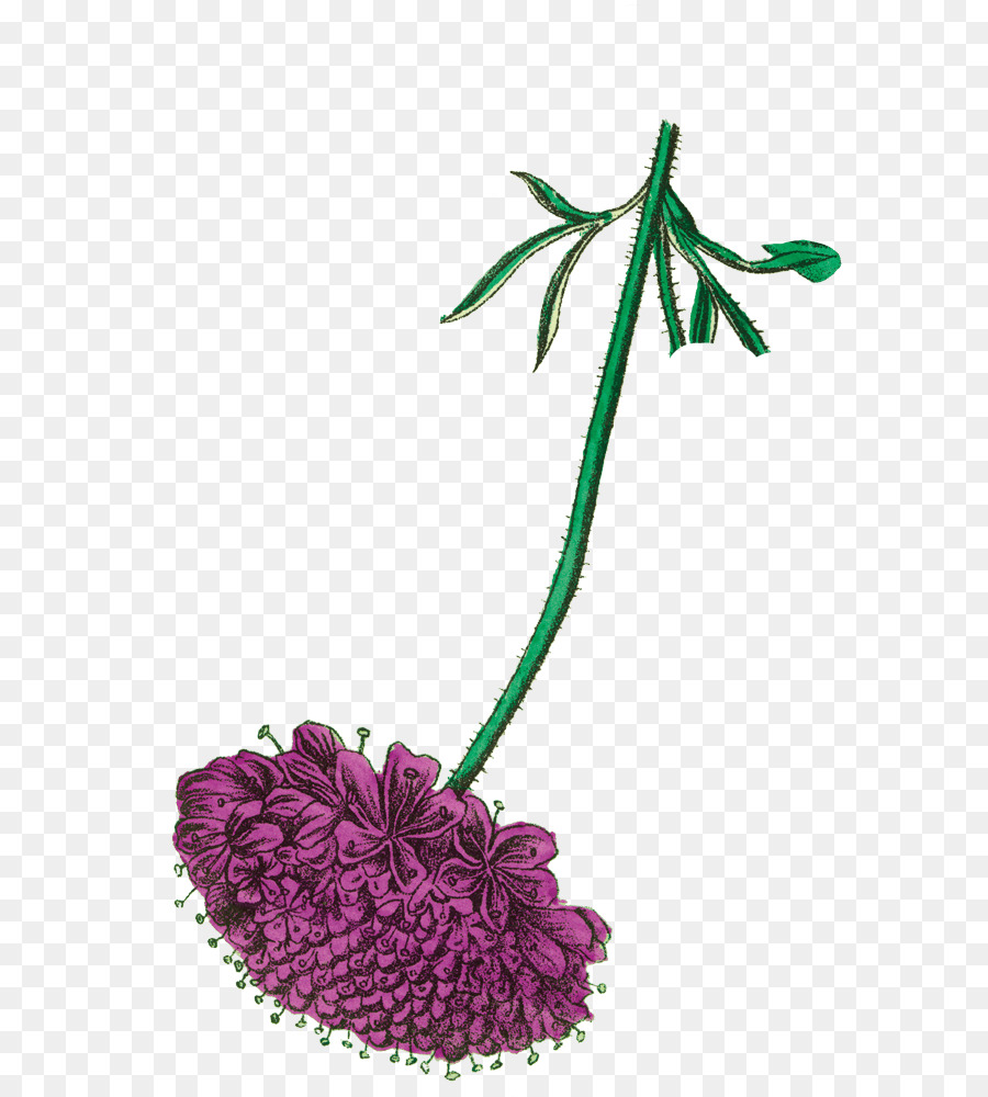 Fleur，Firefly Toniques PNG