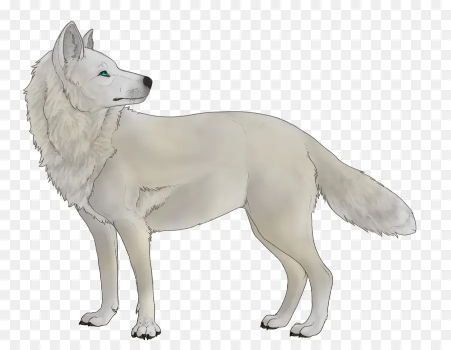 Chien Canaan，Kishu PNG