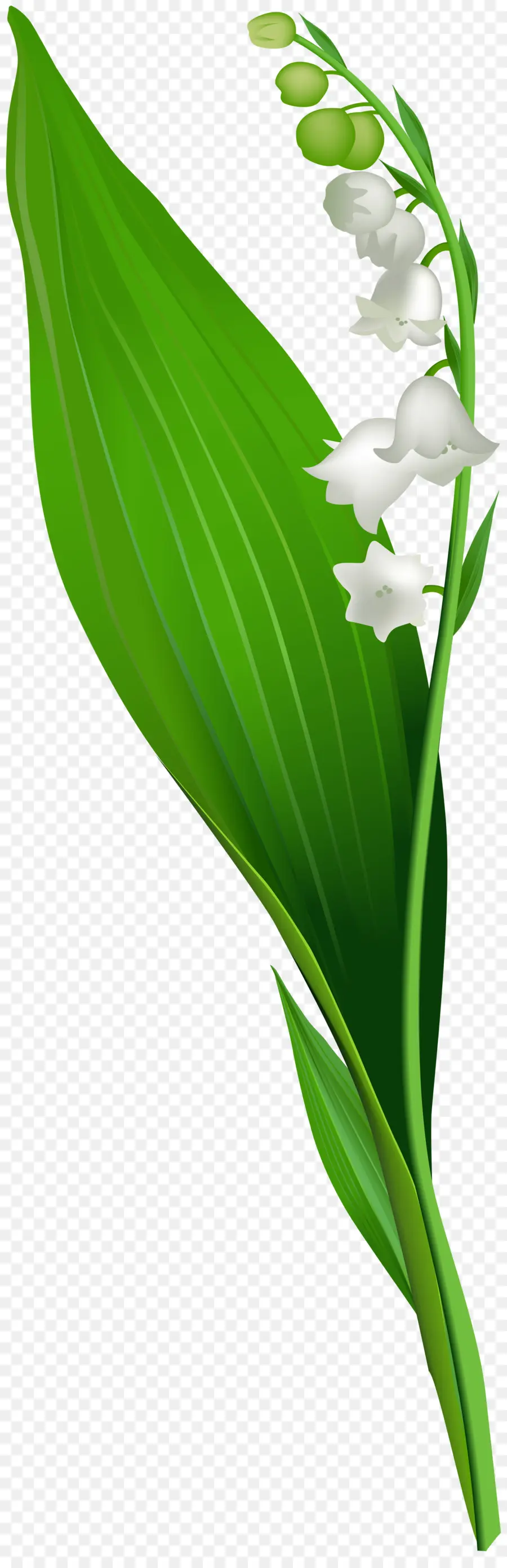 Muguet，Fleur PNG