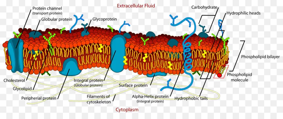 Membrane Cellulaire，Diagramme PNG