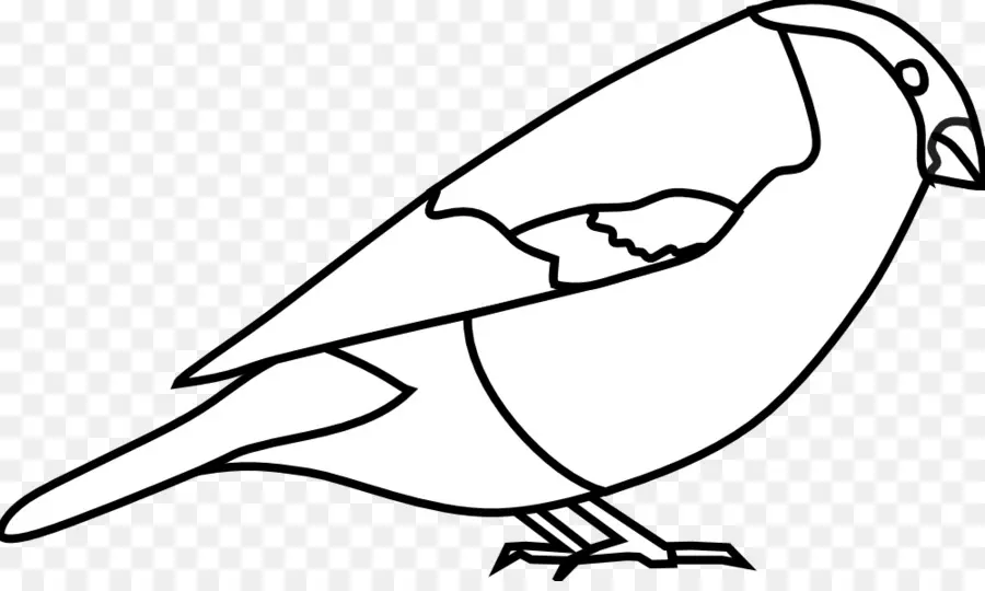 Oiseau，Papier PNG