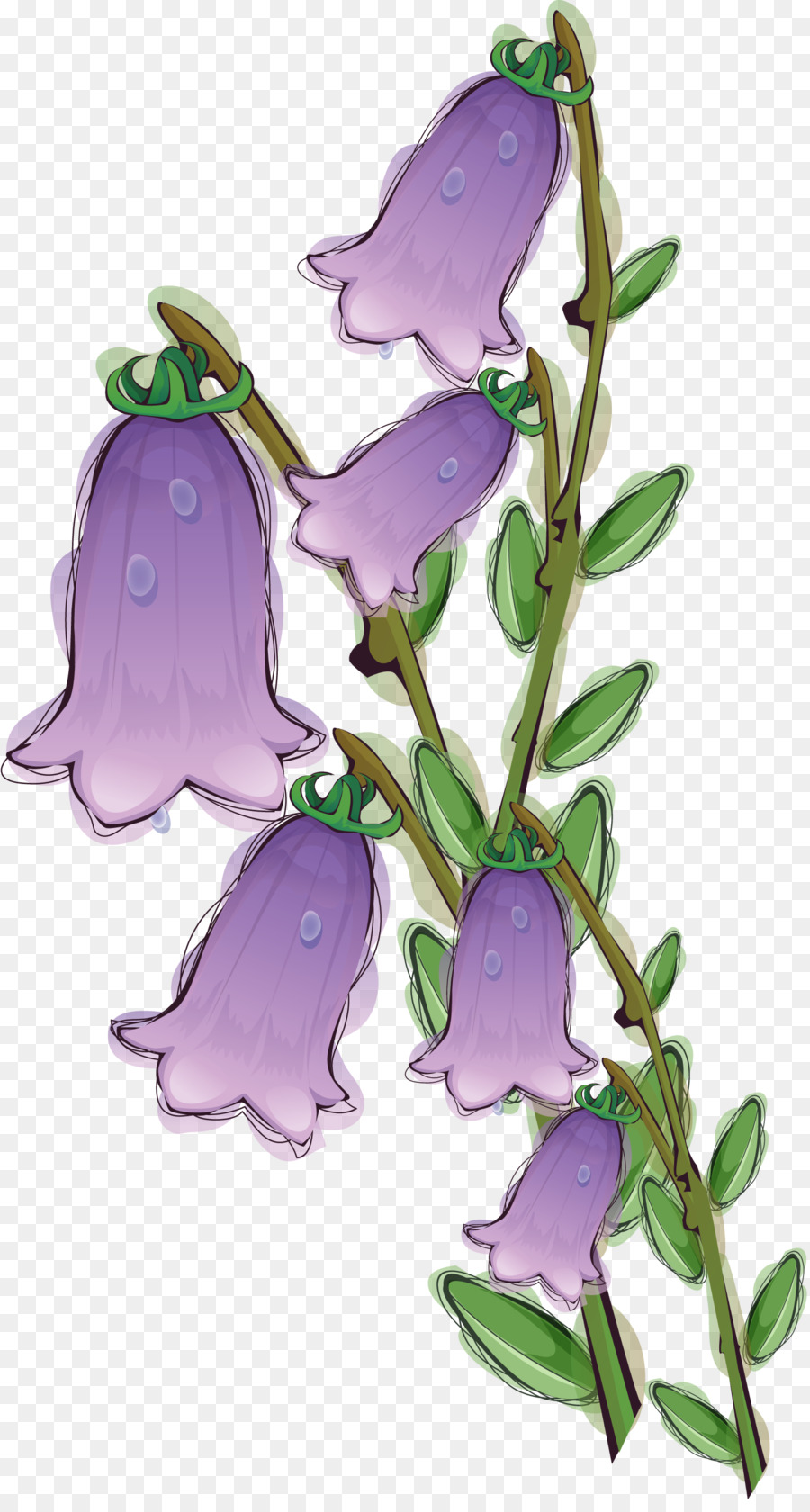 Campanules，Violet PNG