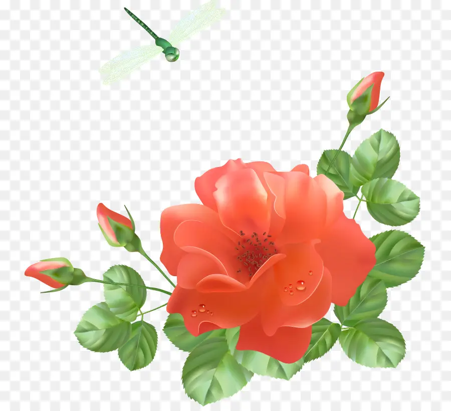 Rose，Floraison PNG