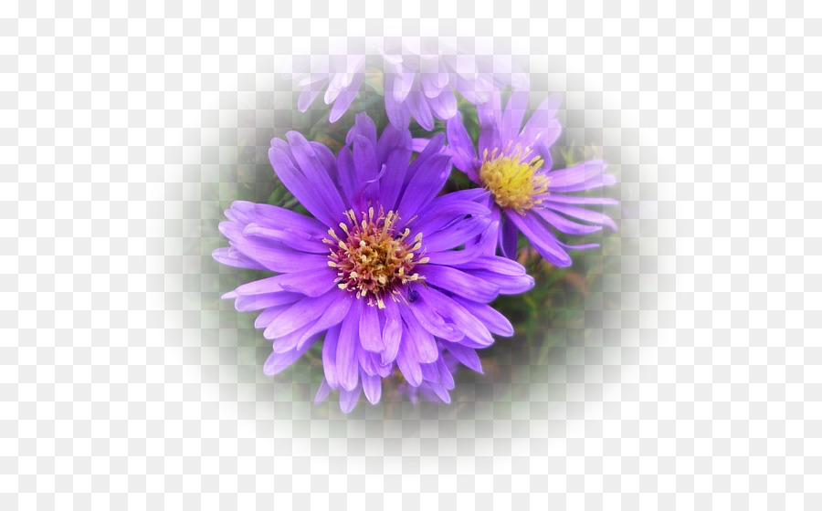 Fleurs Violettes，Fleurir PNG