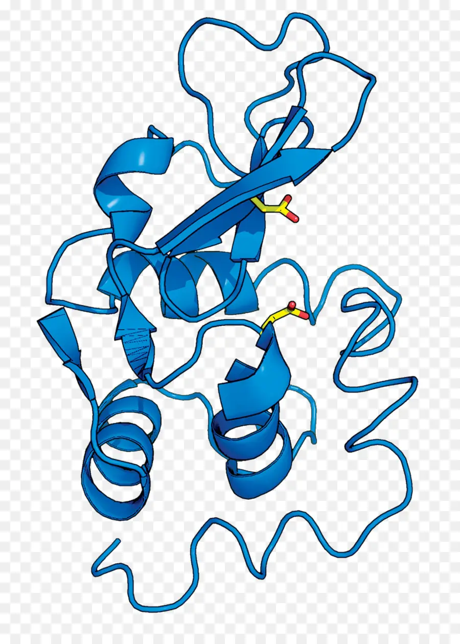 Structure Des Protéines，Protéine PNG