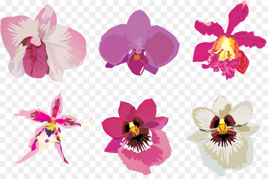 Fleur，Les Orchidées PNG