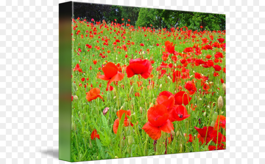 Champ De Coquelicots，Fleurs PNG