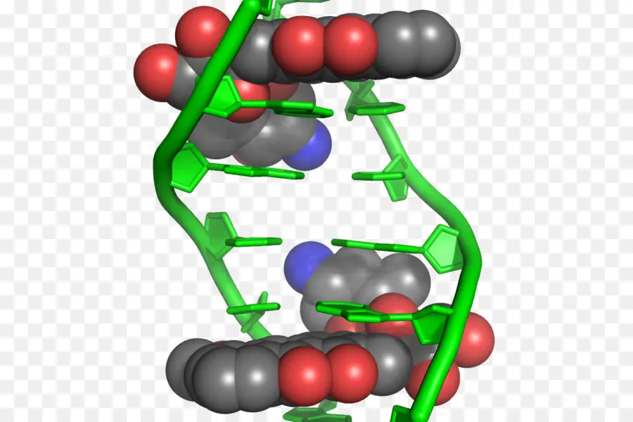 Structure De L'adn，Molécule PNG