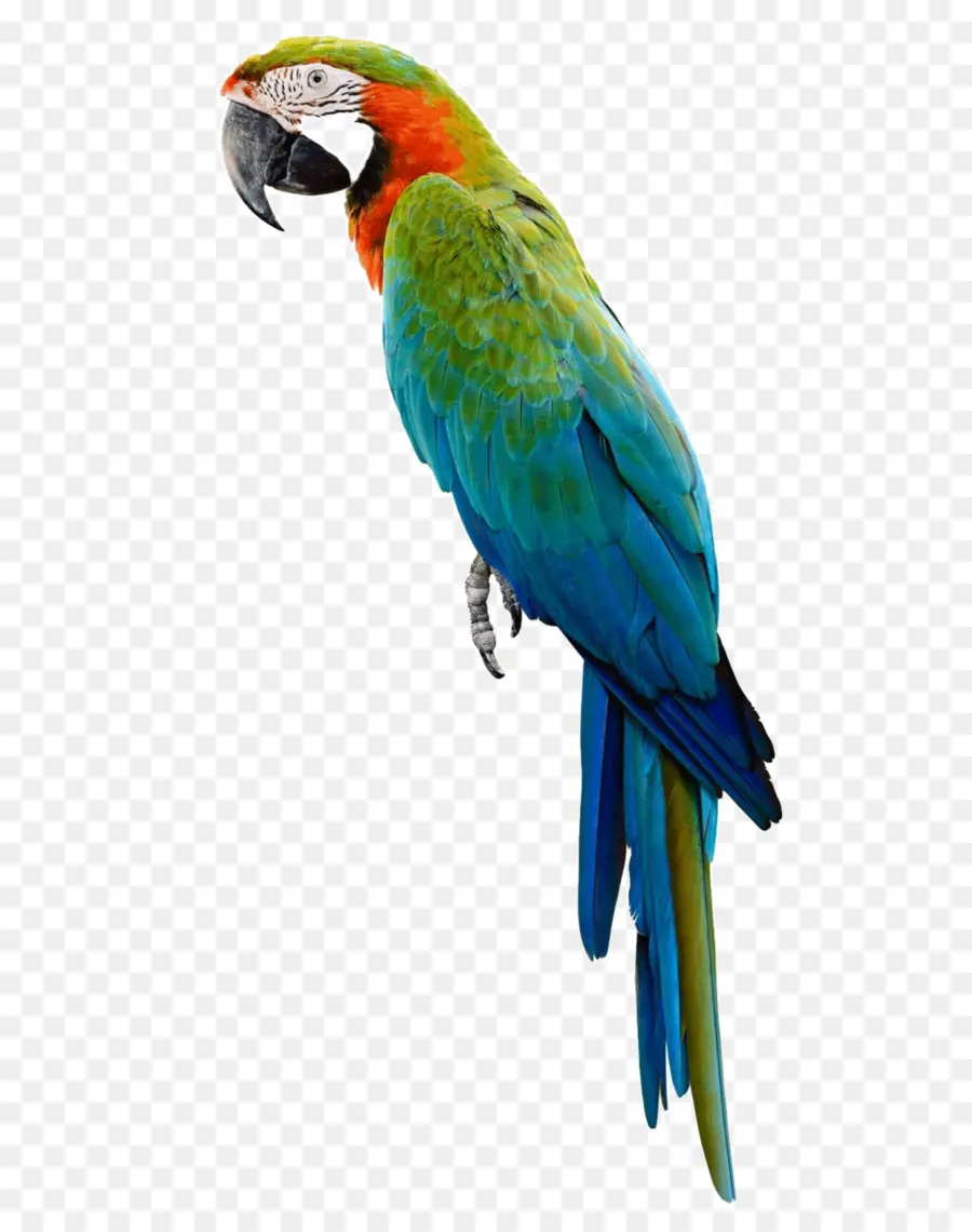 Perroquet Coloré，Bifurquer PNG