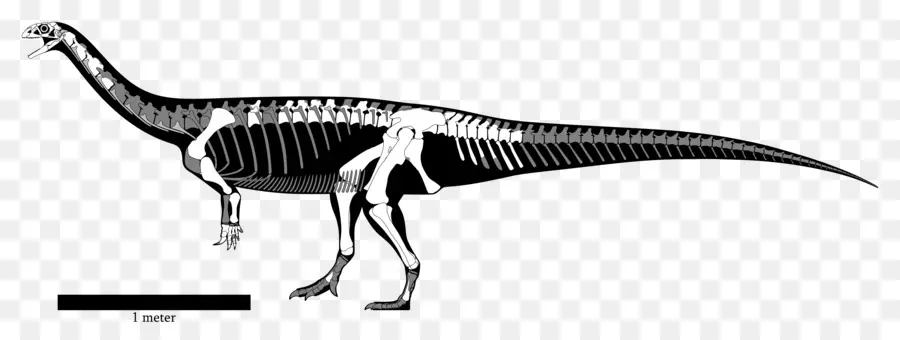 Yunnanosaurus，Lufengosaurus PNG