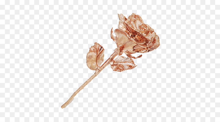 Rose Séchée，Brun PNG