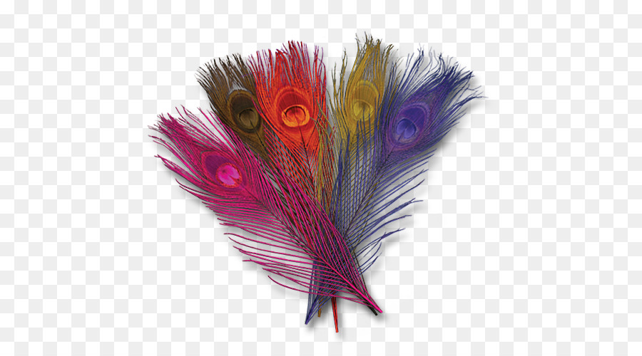 Plumes De Paon，Coloré PNG