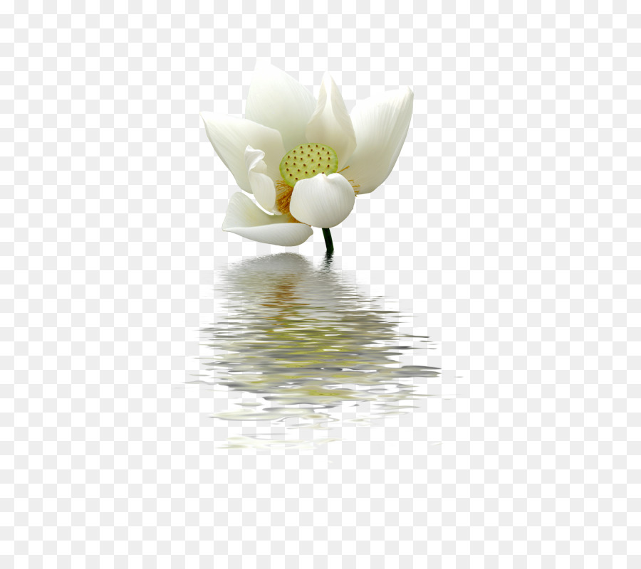 Nelumbo Nucifera，Blanc PNG