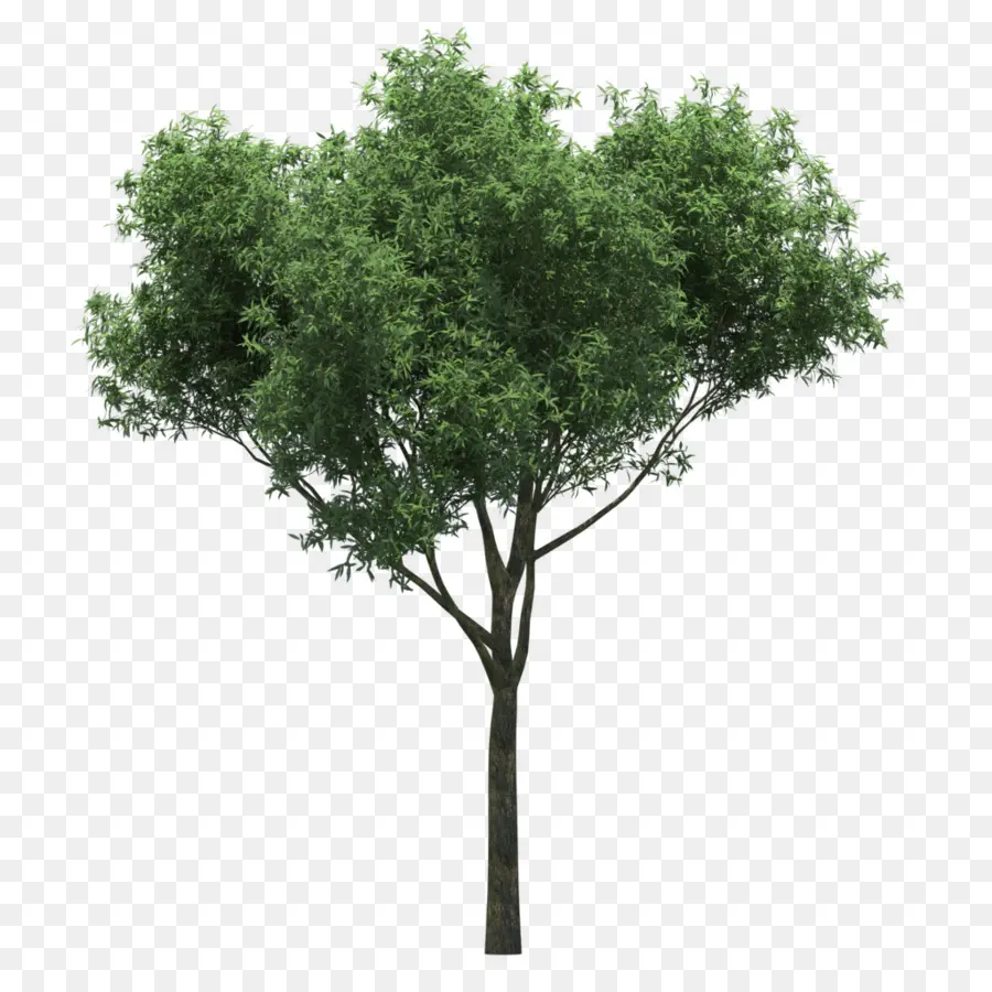 Quercus Suber，Populus Nigra PNG
