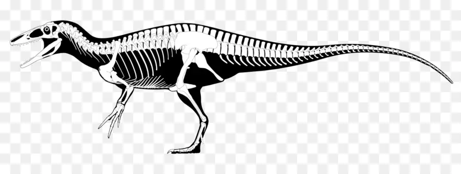 Squelette De Dinosaure，Fossile PNG