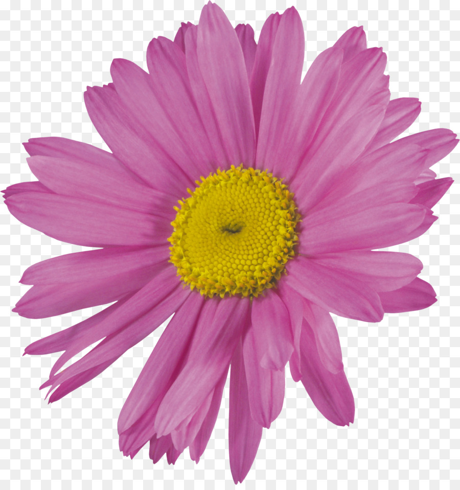 Fleur，Floraison PNG