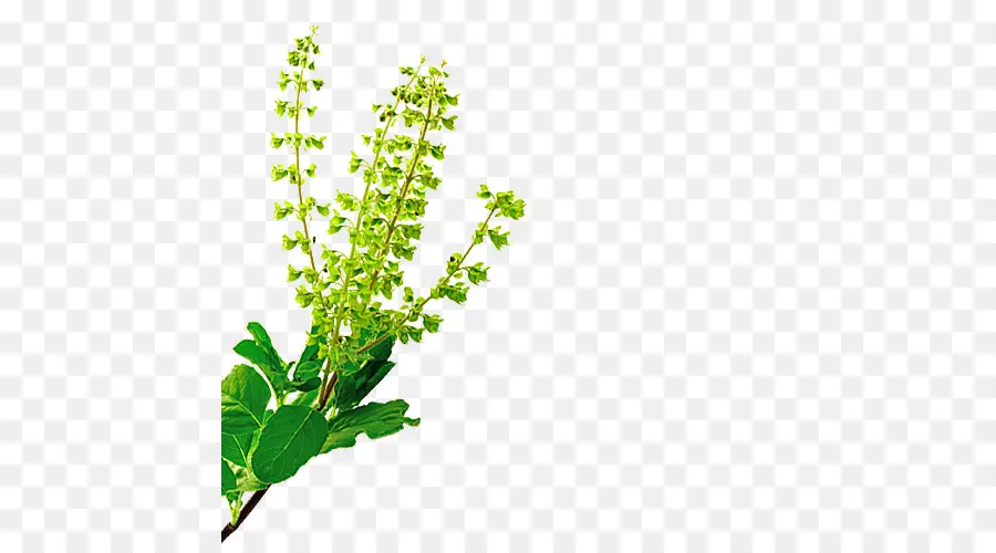 Herbe，Basilic Sacré PNG