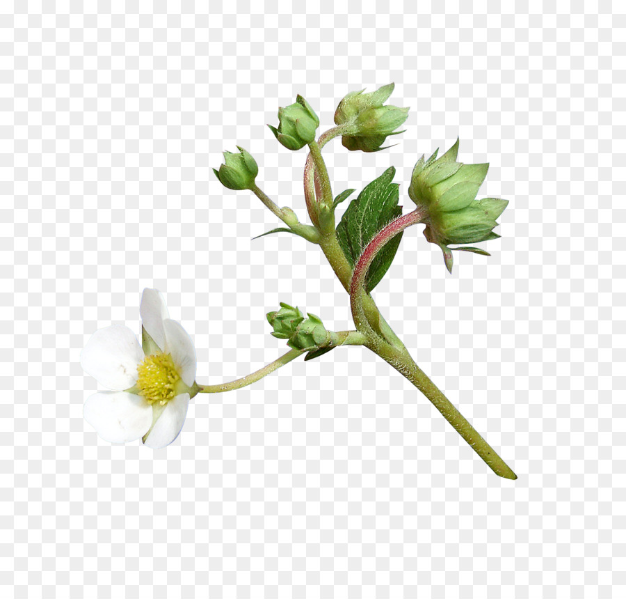 Fleur，Tige Végétale PNG