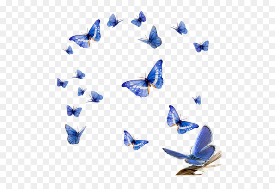 Papillons Bleus，Vol PNG