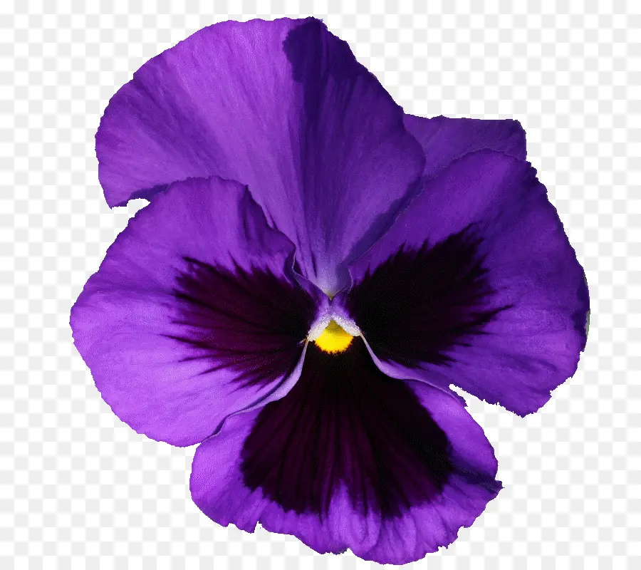 Fleur Violette，Fleurir PNG