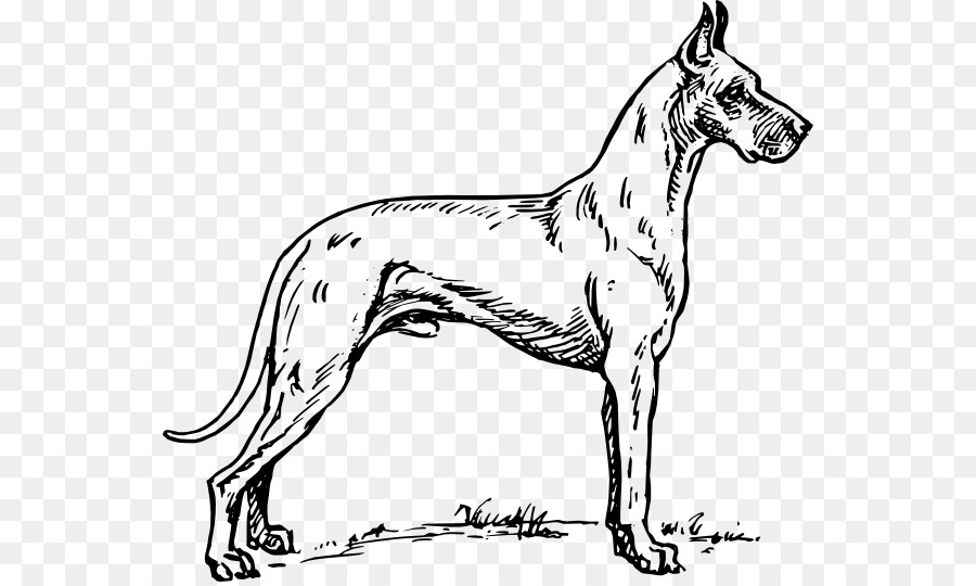 Great Dane，Chiot PNG