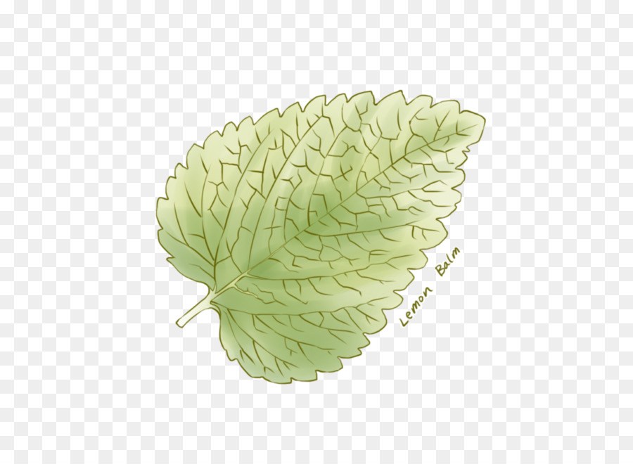 Laitue，Feuille PNG