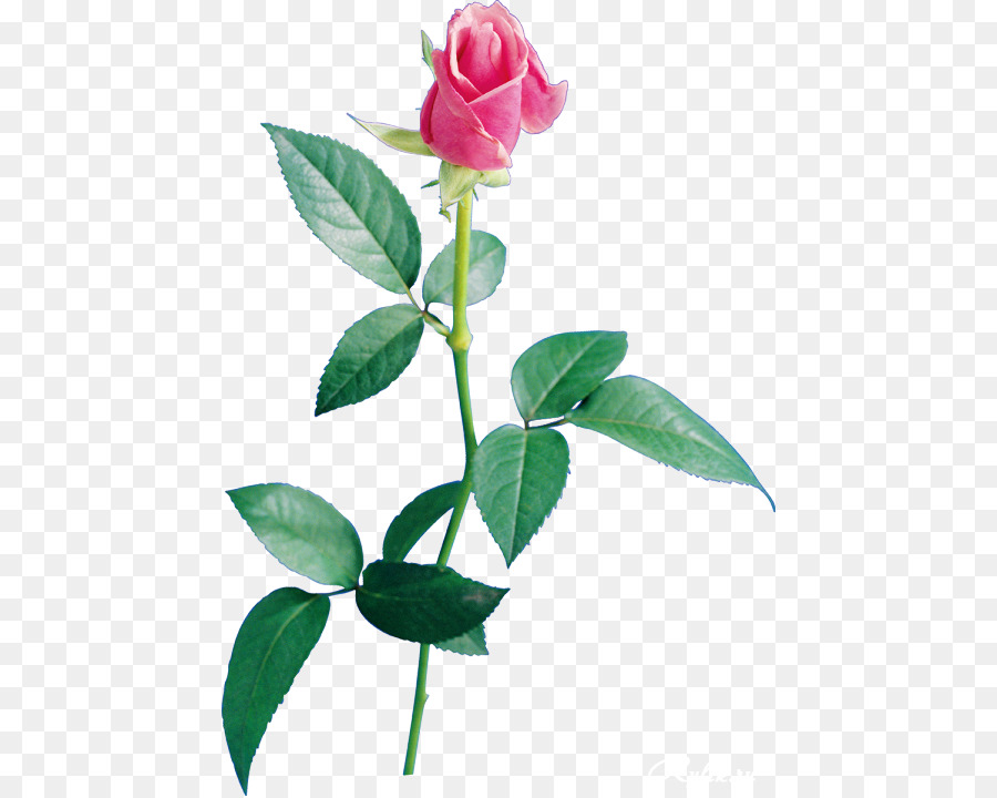 Rose Rose，Floraison PNG