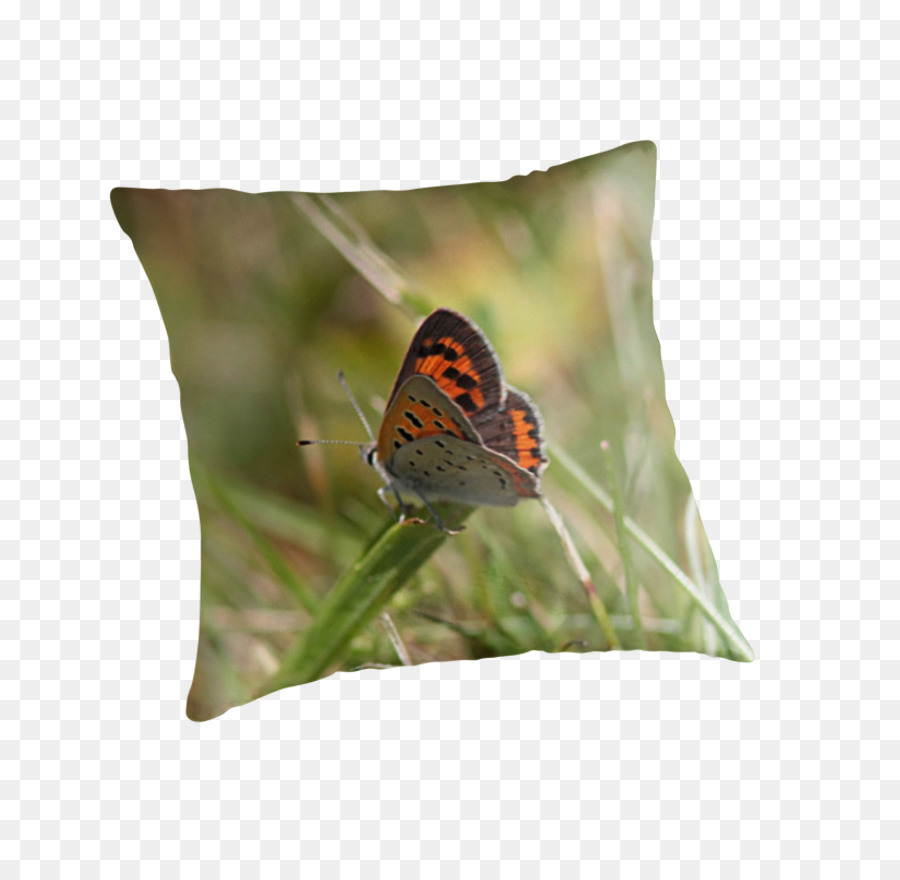 Papillon，Insecte PNG