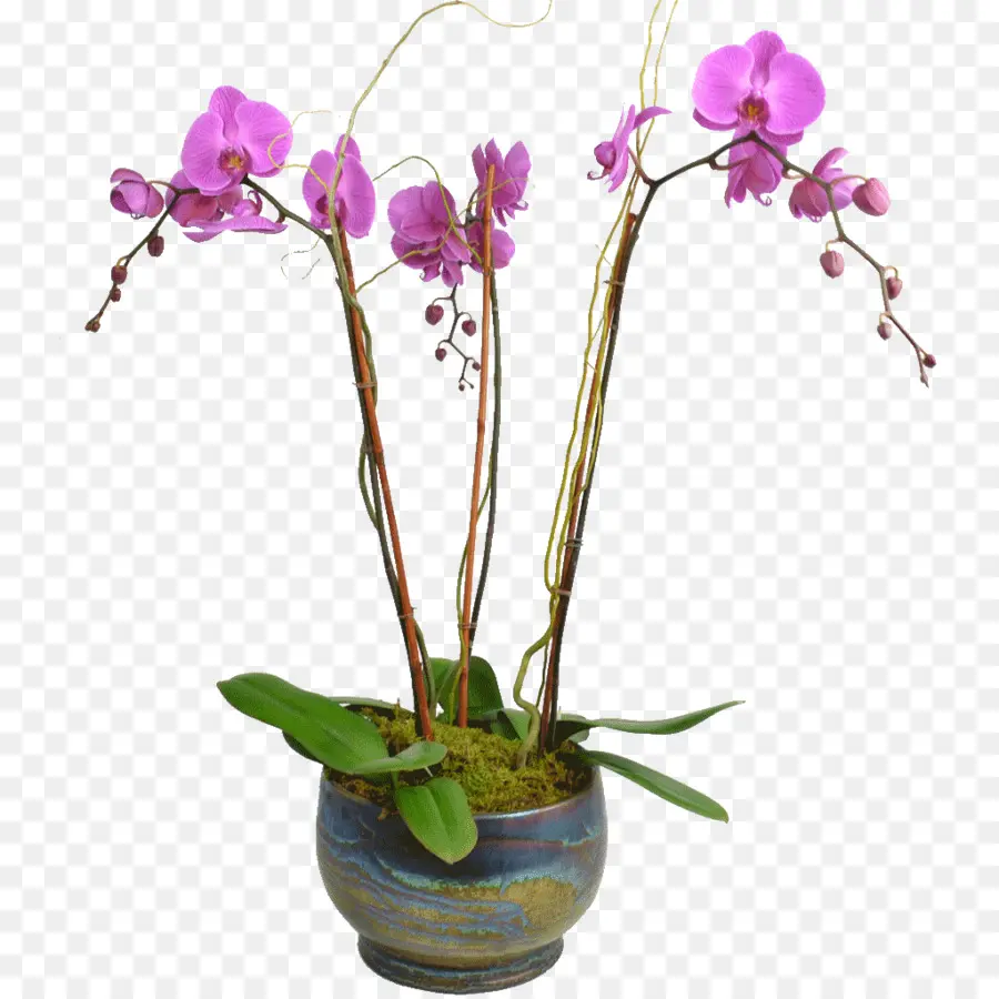 Fleur，Les Orchidées PNG