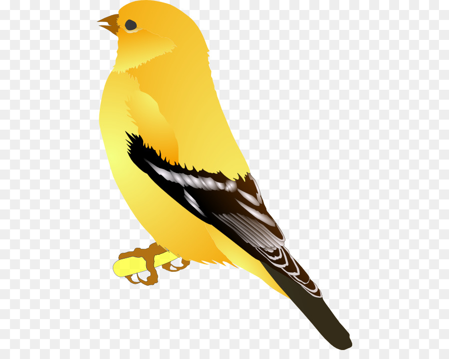 Oiseau，Plumes PNG