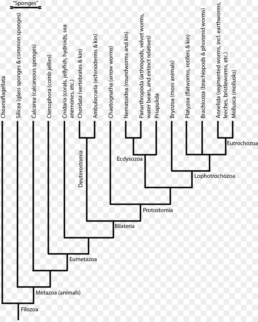 Arbre Phylogénétique，évolution PNG