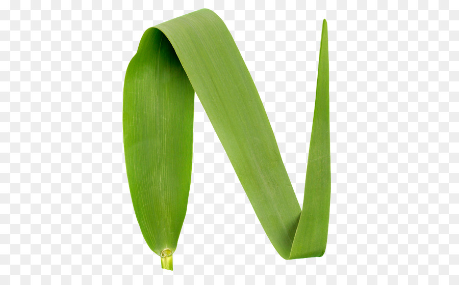 Feuille Verte，Usine PNG