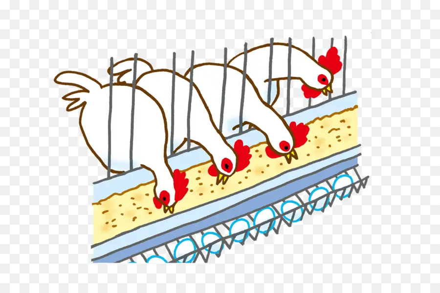 Alimentation Des Poulets，Volaille PNG